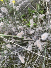 Trifolium arvense
