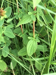 Hypericum maculatum obtusiusculum