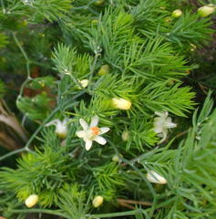 Asparagus declinatus