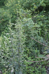 Artemisia stolonifera