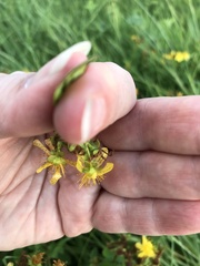 Hypericum maculatum obtusiusculum