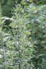 Artemisia stolonifera