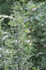 Artemisia stolonifera