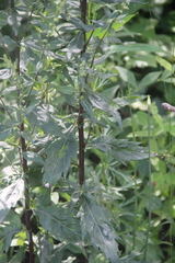 Artemisia stolonifera