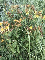 Hypericum maculatum obtusiusculum