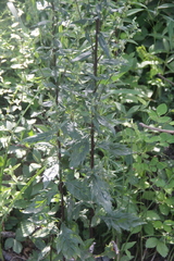 Artemisia stolonifera