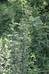 Artemisia stolonifera