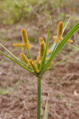 Cyperus mutisii