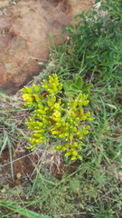 Kalanchoe paniculata