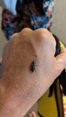 Melanophila consputa