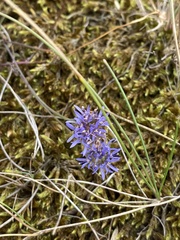 Jasione montana