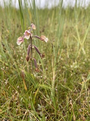 Epipactis palustris