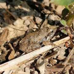 Physalaemus albonotatus