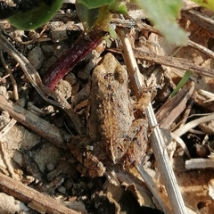 Physalaemus albonotatus