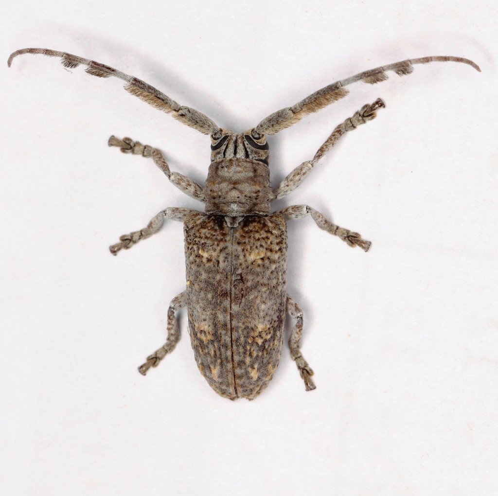 Crossotus plumicornis