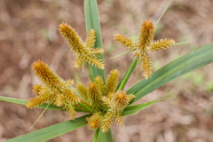 Cyperus mutisii