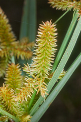 Cyperus mutisii