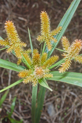 Cyperus mutisii