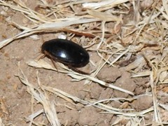 Thermonectus intermedius