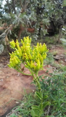 Kalanchoe paniculata