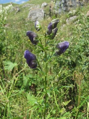 Aconitum nasutum