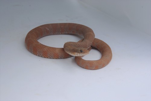 Common Watersnake photographed in West Virginia