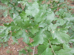 Quercus sinuata breviloba