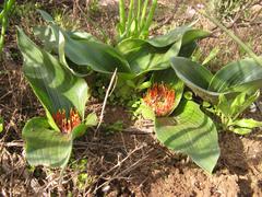 Daubenya zeyheri