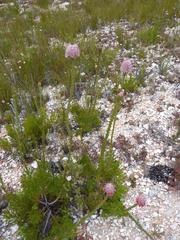 Paranomus longicaulis