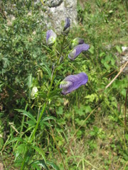 Aconitum nasutum