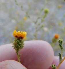 Lessingia glandulifera