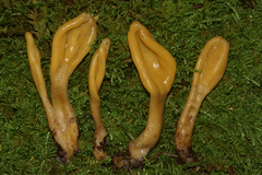 Microglossum olivaceum