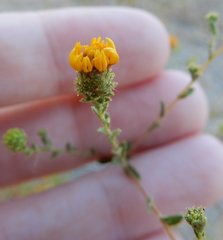 Lessingia glandulifera