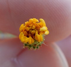 Lessingia glandulifera