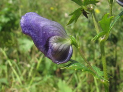 Aconitum nasutum