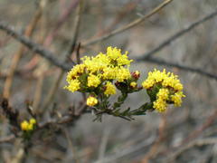 Marasmodes polycephala