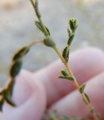 Lessingia glandulifera