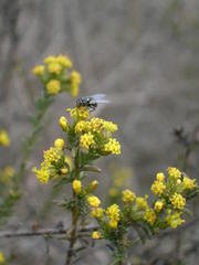 Marasmodes polycephala