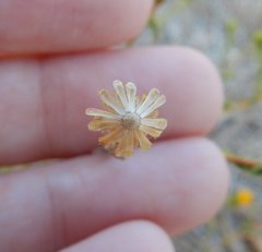 Lessingia glandulifera