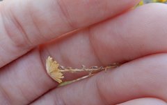 Lessingia glandulifera