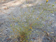 Lessingia glandulifera