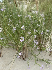 Cakile maritima