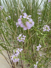 Cakile maritima