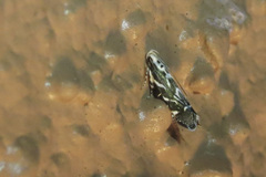 Aristotelia hexacopa