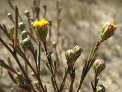Marasmodes defoliata