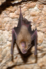 Somalian Trident Bat photo 2