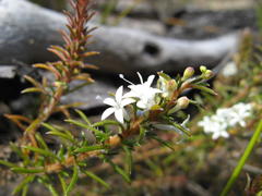 Merciera brevifolia