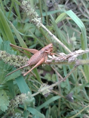 Antaxius spinibrachius