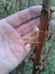 Antaxius spinibrachius