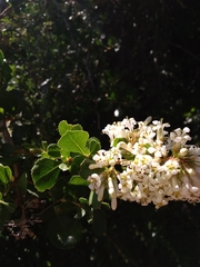 Escallonia myrtoidea